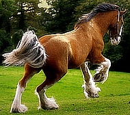 horse-3